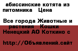 абиссинские котята из питомника › Цена ­ 15 000 - Все города Животные и растения » Кошки   . Ненецкий АО,Коткино с.